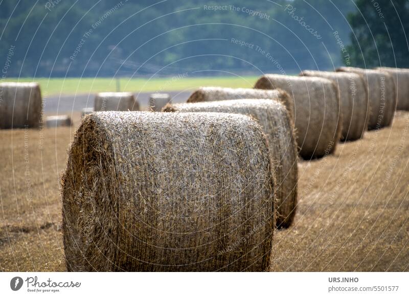 Straw bales lie in the field ready for collection strung together like a chain Hay Rural Agriculture agriculturally Summer Dry Harvest Field Roll Landscape