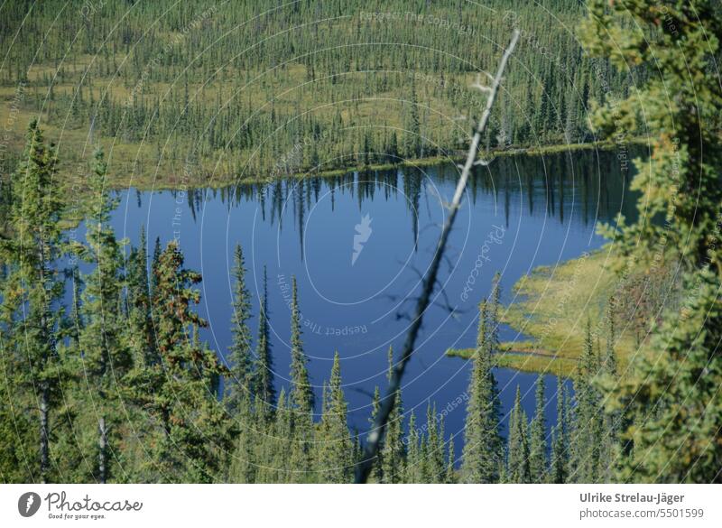 Alaska | lonely blue lake in wilderness Lake lonely lake Wilderness conifers dead tree woody Blue Green reflection Tree reflection Reflection Forest Water