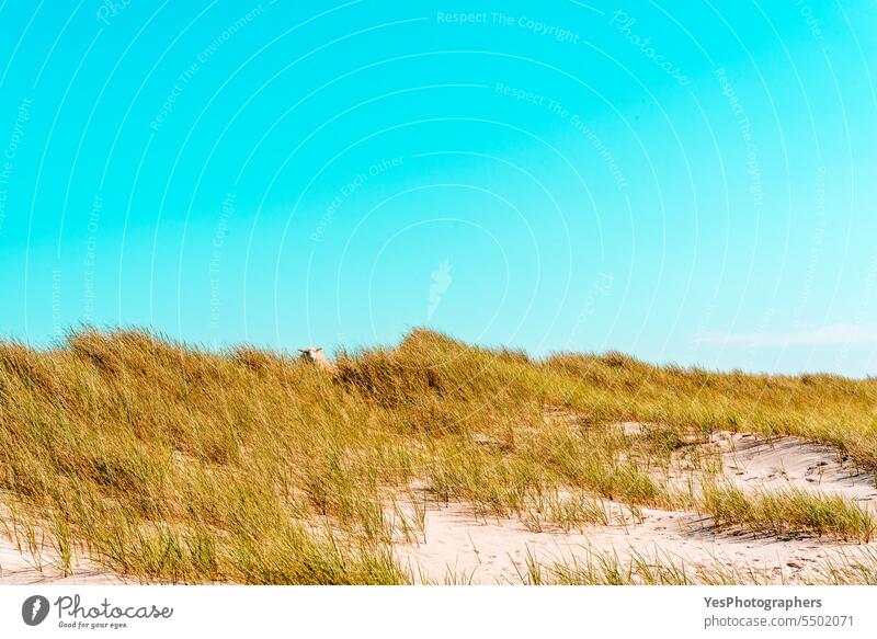 Sylt island landscape with the marram grass dunes under a blue sky animal autumn background beach beautiful beauty bright coast coastline color empty