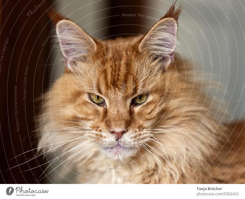 Intense look of red Maine Coon cat as head portrait with blurred background Maine-Coon Maine coon tomcat Maine-Coon-Cat maine coon cat hangover Red red cat