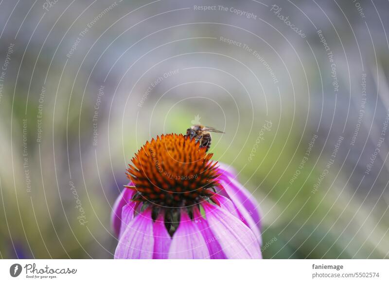 Sonnenhut mit Biene Blume Pflanze Sommer Detail Nahaufnahme pflanze blühen Garten grün nahaufnahme Blüte Natur blume detail Insekt Frühling Blüten Blumen rosa