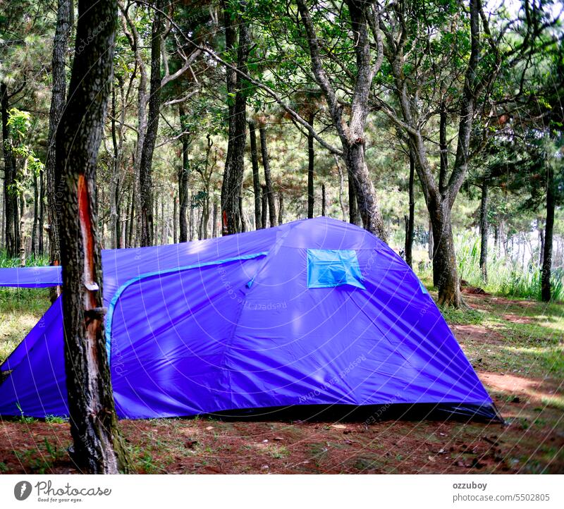 side view of blue tent in the pine forest tree nature summer adventure outdoor travel green vacation park camp leisure hiking holiday background mountain