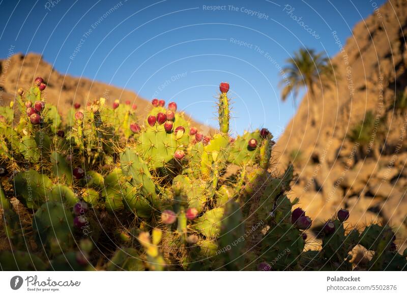 #Sa# Cactus skin! cactus plant Cactus field peak Autsch thorns prickles Plant Nature Thorny Green cacti Summer Colour photo Exterior shot succulent Desert