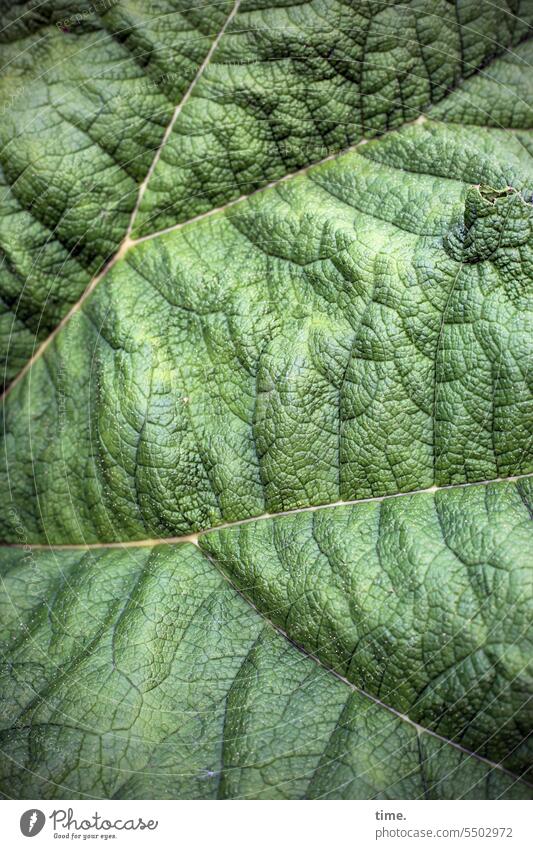 Lifelines .162 Nature Environment Large Growth Plant Leaf veins Phylloma Photosynthesis transpiration midrib lateral rib Green Undulating Leaf green structure