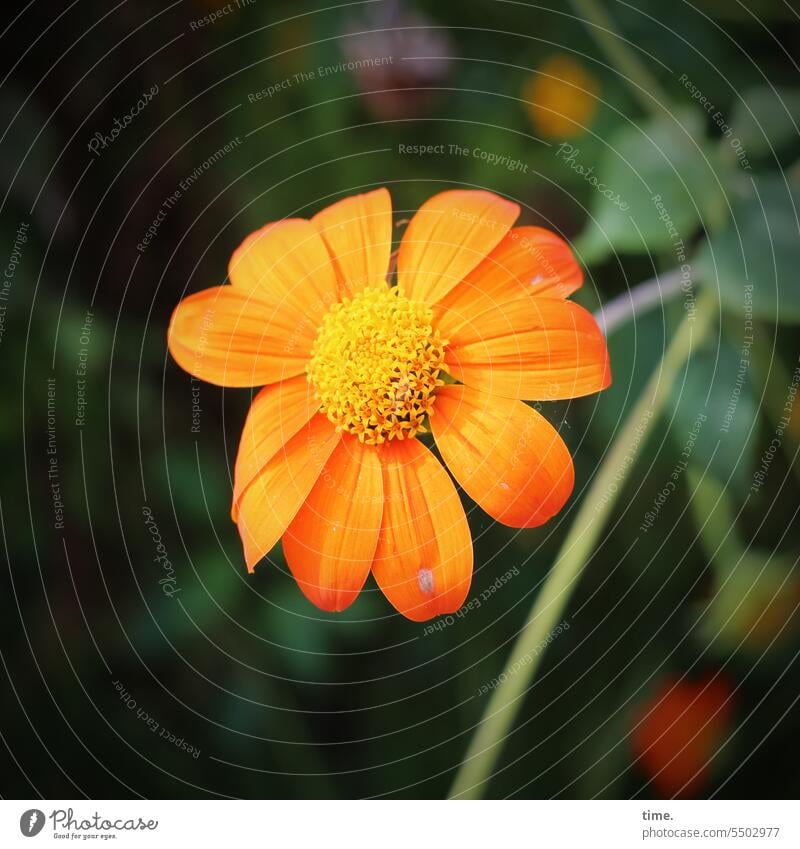 marigold Marigold Edible med Orange Intensive colourful Blossom Botany botanical Flower vegetation Nature Close-up Garden Detail calendula officinalis petals