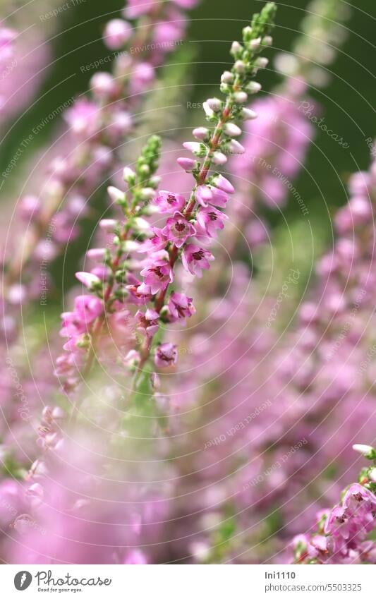 Inflorescence of broom heather late summer Heather Time Plant broom heathen Heathland Heather plant calluna vulgaris inflorescence Single flowers Pink