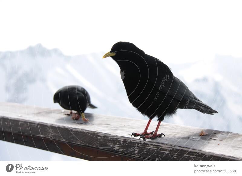 Two mountain jackdaws on a wooden board in the Alps two birds Jackdaw Bird Animal Wild bird Beak Black Table wild animals Scavenger Freeloader Blackbird