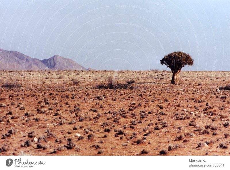 quiver tree Namibia Kokerboom tree Loneliness Hot Physics Africa Dry Quiver Bushman Tree Namib desert Desert Mountain Earth Warmth Thirst Sparse Arrow Arch