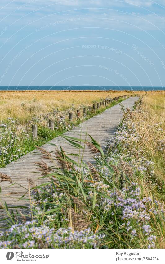 Wooden jetty on the mudflats wooden walkway Bollard blades of grass Salt Aster Beach Aster Pannonia salt aster Wadden Sea National Park Footbridge Retgrass