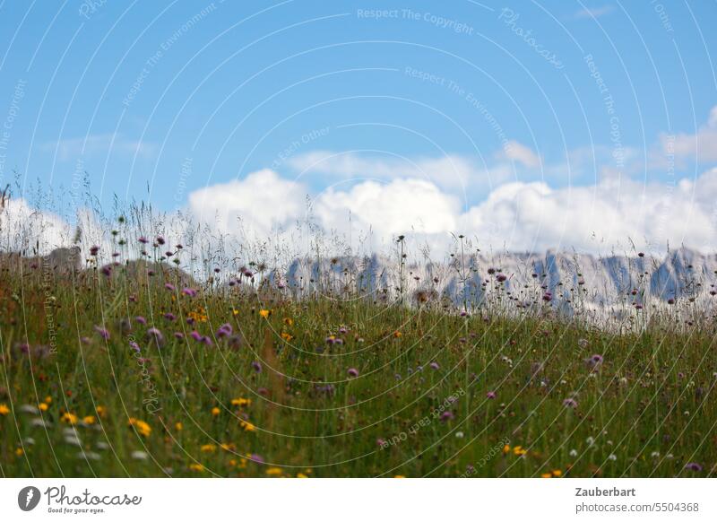 Flower meadow, mountain panorama, sky with clouds Alps Peak Clouds Green Landscape South Tyrol Hiking wanderlust Class outing Vantage point Mountain Nature Sky