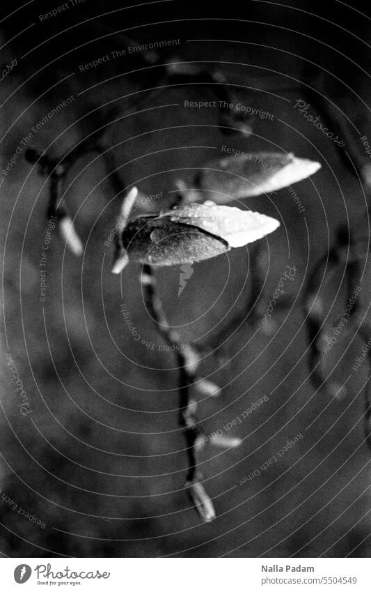 blossoms Analog Analogue photo B/W Black & white photo black-and-white flora Blossom bud Branch Tree Nature