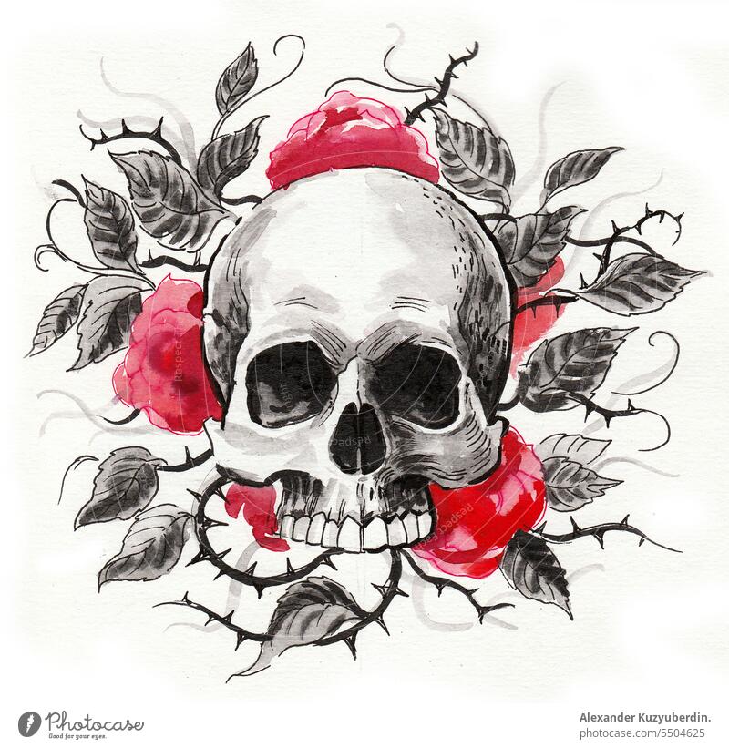 Skull and wild roses ink and watercolor drawing - a Royalty Free Stock  Photo from Photocase