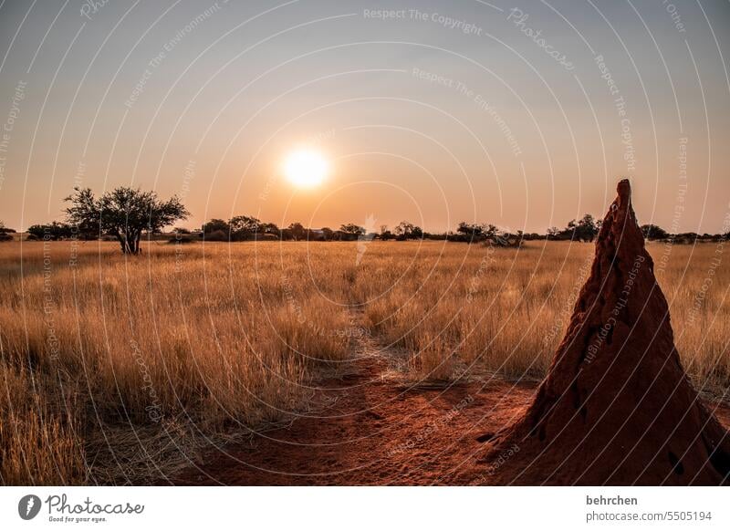 wild namibia Wanderlust Landscape Vacation & Travel Nature especially magical silent Twilight Africa Far-off places Namibia Grass Kalahari desert Sunset Dusk