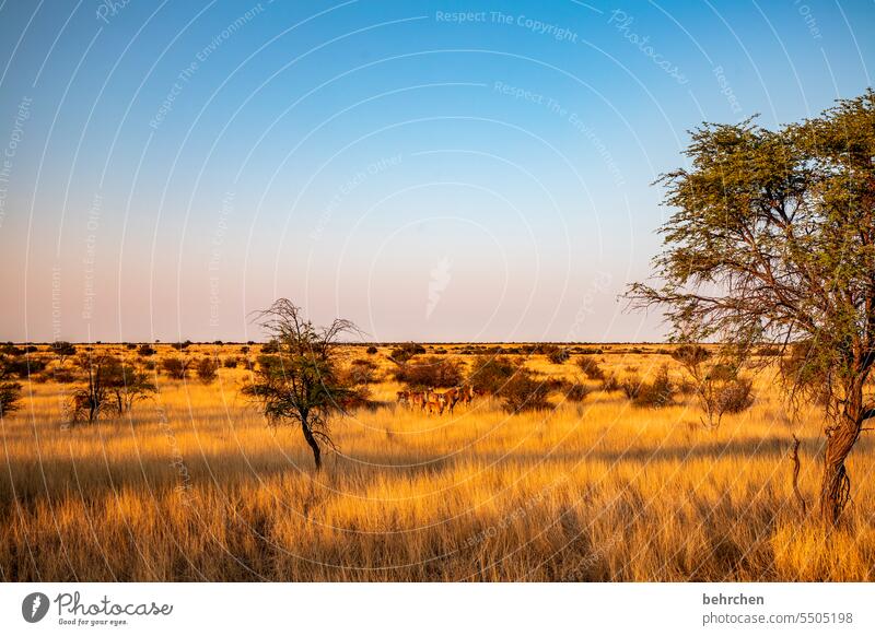 wild namibia Wanderlust Africa Far-off places Namibia Kalahari desert Grass beautifully Warmth Sunlight Dawn Antelope Wild Wilderness Dream Gorgeous