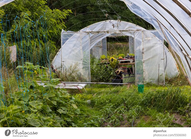 Organic farming in Brandenburg Agriculture organic farming Food Ecological Summer Work and employment tomatoes Pepper Zucchini food products Greenhouse