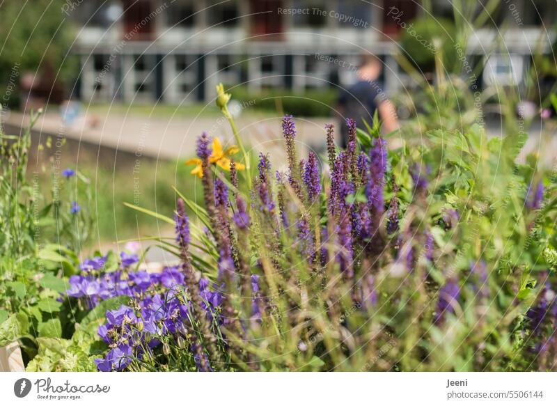 Floral foreground flowers naturally Nature Summer campus people hazy Unclear blurriness blurred wild flower Foreground Green purple Violet Blossoming Plant