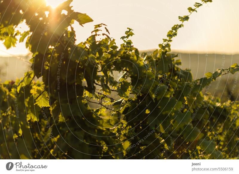 Wine in the morning sun Bunch of grapes Wine growing Winery Green Nature Harvest Grape harvest Agriculture Fruit Vine Summer Field Idyll Italy Light Moody