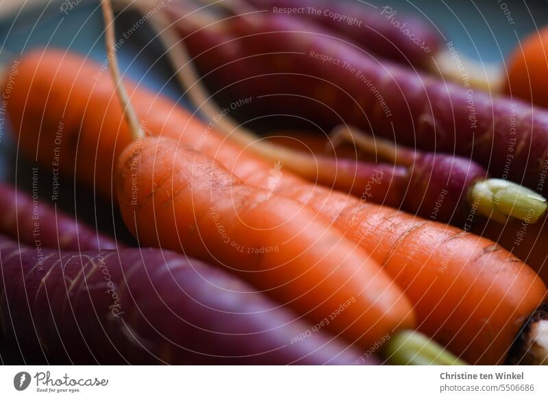 Delicious carrots from my raised bed Yellow turnips Carrots Healthy Eating Food Vegetable Vegetarian diet Nutrition Fresh Food photograph Organic produce vegan