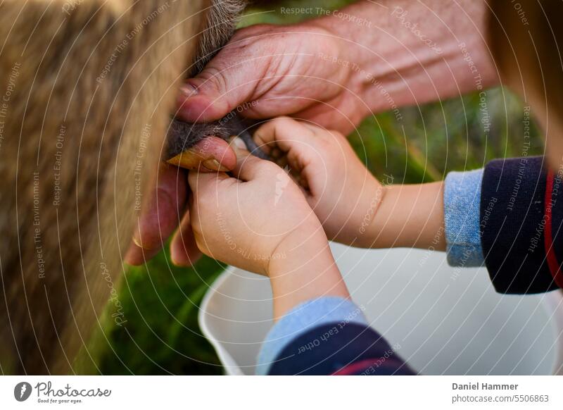 Unrecognizable boy learns to milk a brown goat. The boy uses two hands. Helping hand from shepherd showing boy how to milk and helping him learn. Milk milking