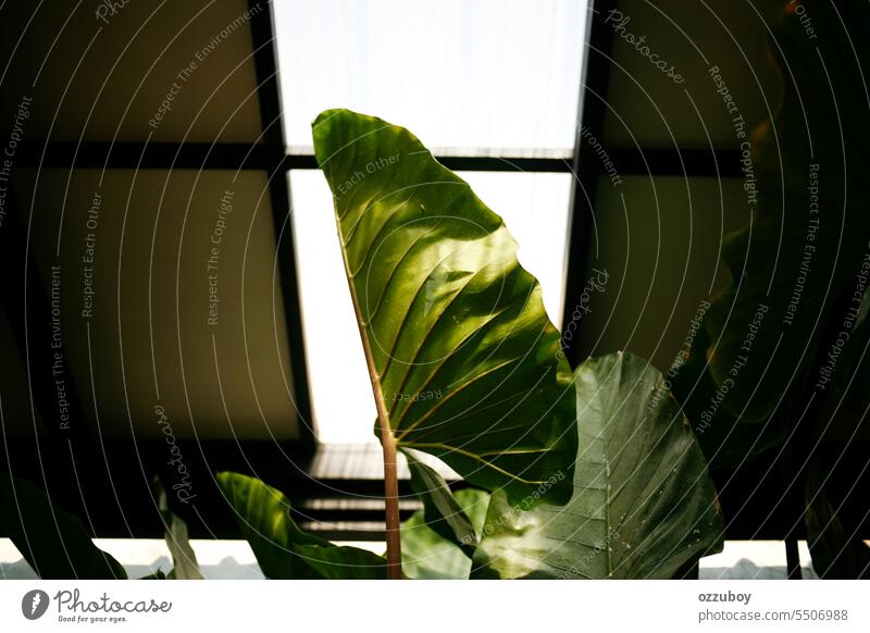 taro leaves against the roof leaf nature plant no people summer green color growth close-up environment background botany freshness day taro leaf organic tree