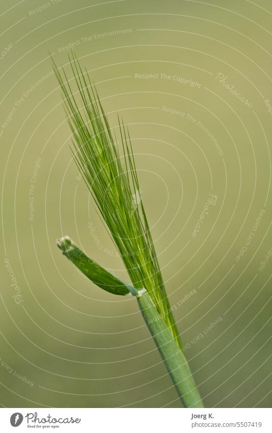 Close up of ear of grain green growth nature rye outdoors farmland wheat field rural cultivated meadow sunlight plant environment summer barley season yellow