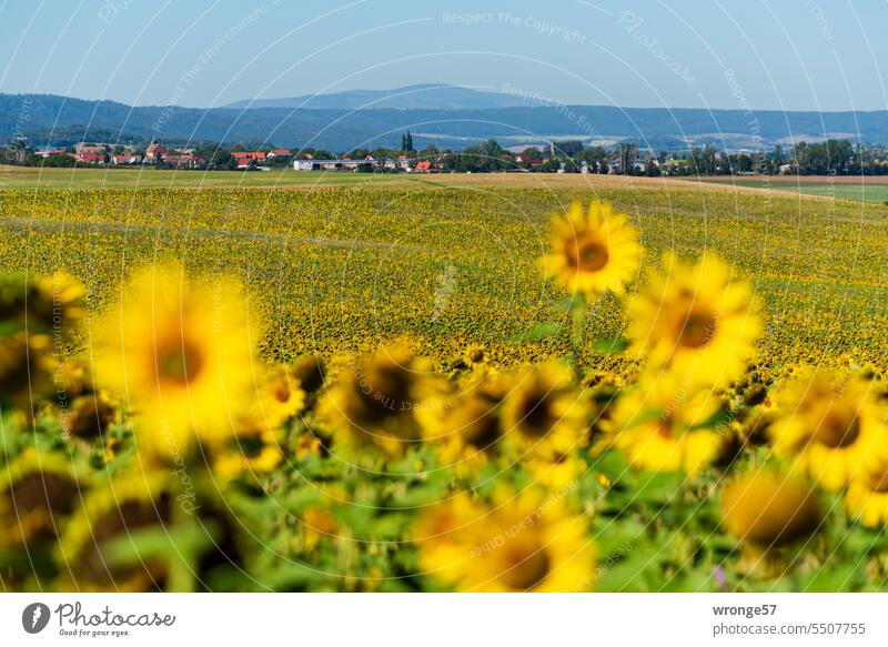 A field of blooming sunflowers in front of the Brocken backdrop Sunflowers Sunflower field blossom Blossoming Plant plant world Summer Field Exterior shot