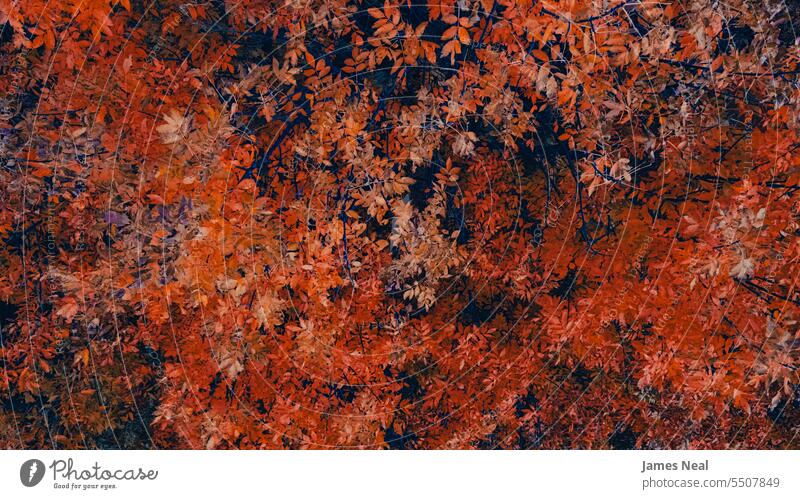Overhead of Autumn Branches abstract autumn autumnal background beautiful beauty in nature branch brown color colorful day dry environment fall foliage forest