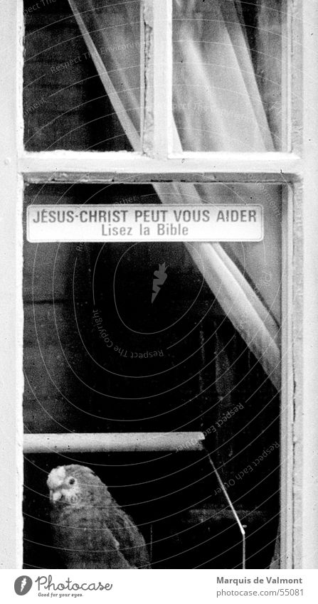 Read the Bible! Window Window transom and mullion Drape Curtain Insight Bird Parrots Cage Bird's cage Black White Label France Religion and faith Belief Crazy