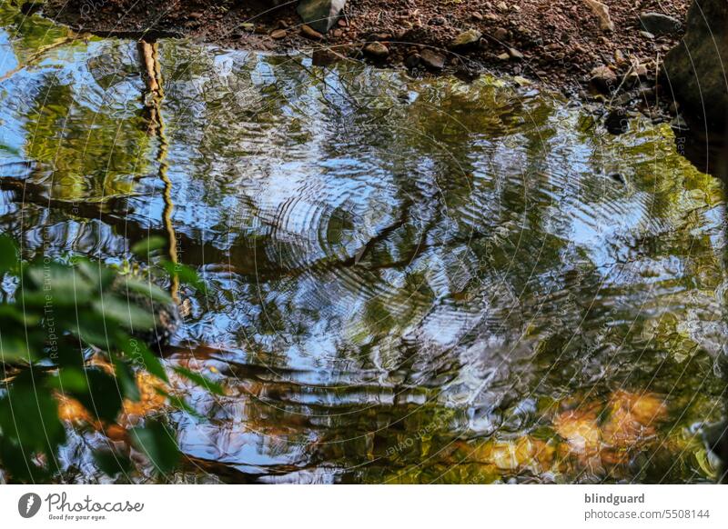 Mirror of memory Water River Movement Wet Damp Brook Exterior shot Colour photo Flow Nature Deserted naturally Environment Day reflection Reflection Elements