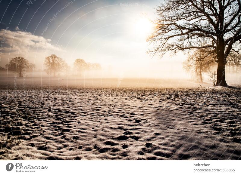 when everything becomes quiet idyllically Dreamily Branches and twigs Snowscape Winter trees Frost winter landscape Landscape Nature Environment Meadow Field