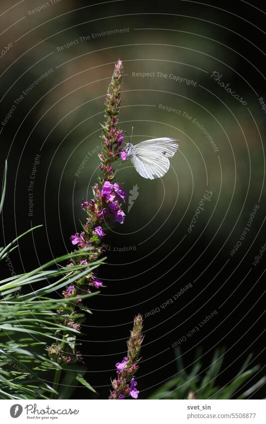 Cluster Of White Butterflies And A Giant Blue Morpho With Two Giant Pieris  Rapae On A White Table Top Stock Photo - Download Image Now - iStock