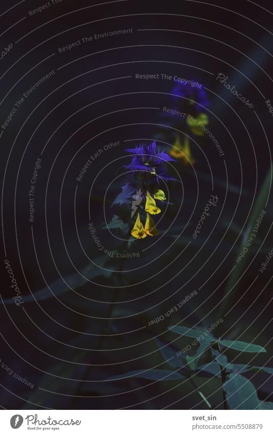 Photo of summer flowers at dusk. Melampyrum nemorosum, Ivan da Maria, Wood Cow-wheat. Yellow-orange flowers of Ivan da Marya with green-purple leaves on a dark background.