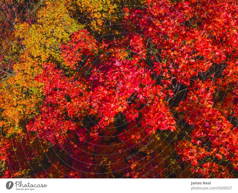 Bright red leaves in autumn wisconsin woodland above abstract aerial view autumn leaf color autumnal awe backgrounds beautiful beauty beauty in nature branch