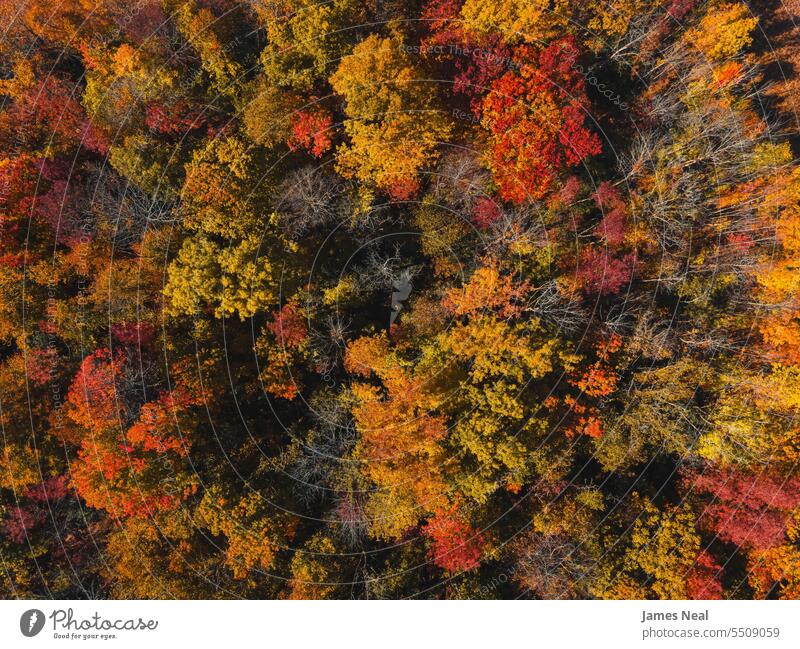Aerial view high up in Autumn Wisconsin above aerial view autumn autumn leaf color autumnal awe backgrounds beautiful beauty in nature branch brown change