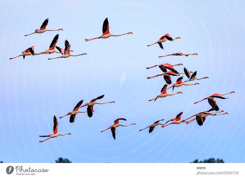 A flock of greater flamingo  with young near Aigues-Mortes in the Camarque in flight over the wetlands Animal Bird Canal du Midi Canal du Rhône à Sète France