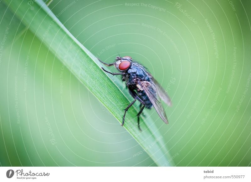 A fly Nature Animal Grass Blade of grass Fly Wing Mosquitos Compound eye 1 Crouch Glittering Small Near Brown Green Black Colour photo Exterior shot Close-up
