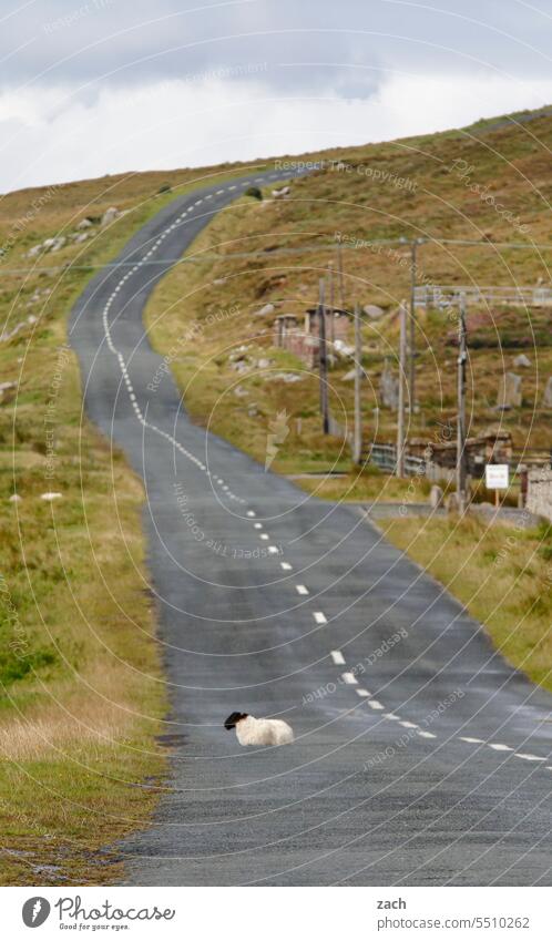 Road to nowhere sheep Ireland Sheep Street Lanes & trails Hill Grass Meadow Clouds Nature Green Landscape
