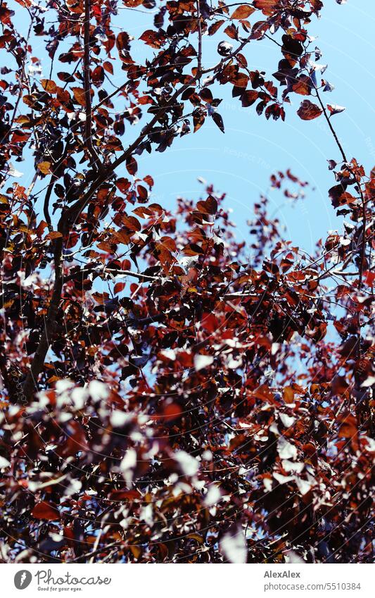 Blue sky behind tree with dark red leaves Beautiful weather Summer Nature Plant Tree foliage red foliage Exterior shot Autumn leaves Sunlight Transience Warmth