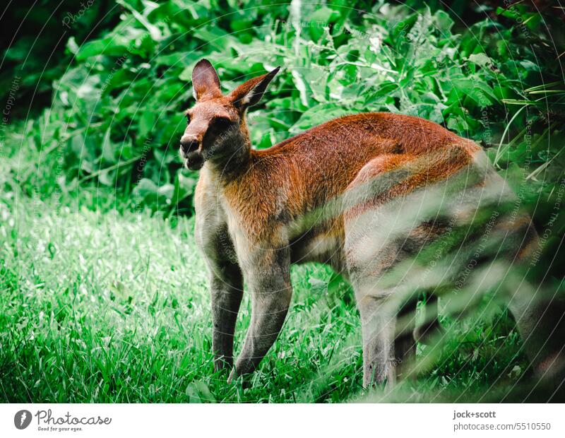 Kangaroo in the wild Giant kangaroo Australia Animal Nature Wild animal Animal portrait Cute Marsupial animal world Exotic Bushes Meadow Green fauna