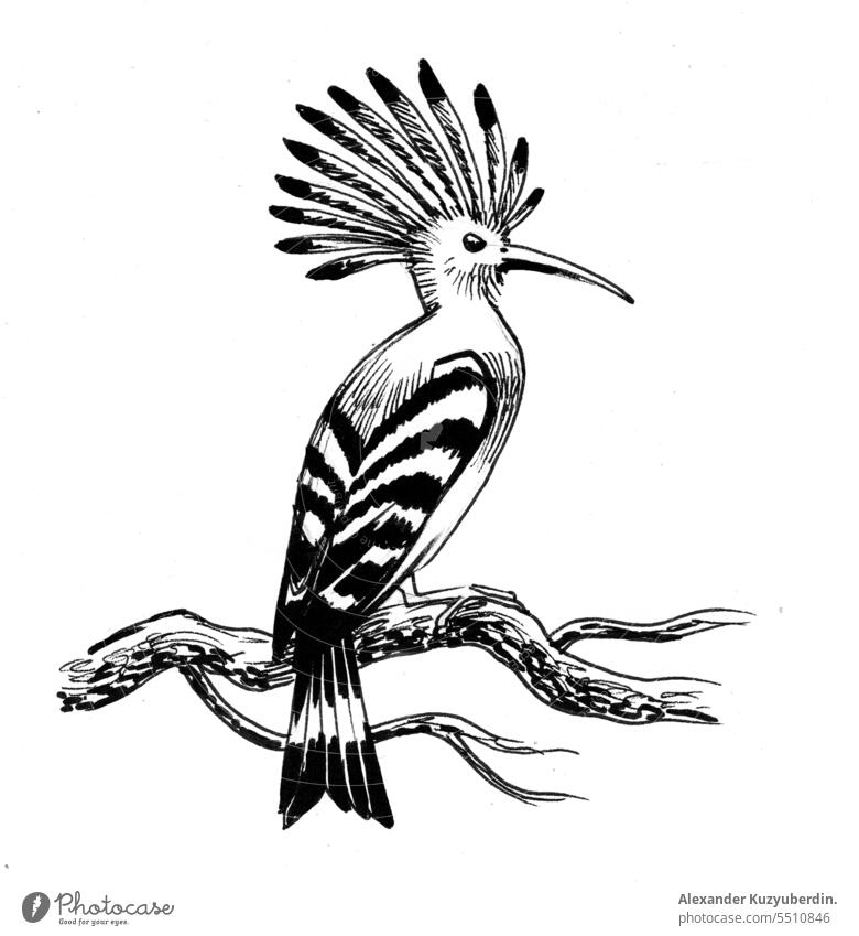 Download Black-and-White Birds Perched on Old Tree Drawing PNG Online -  Creative Fabrica
