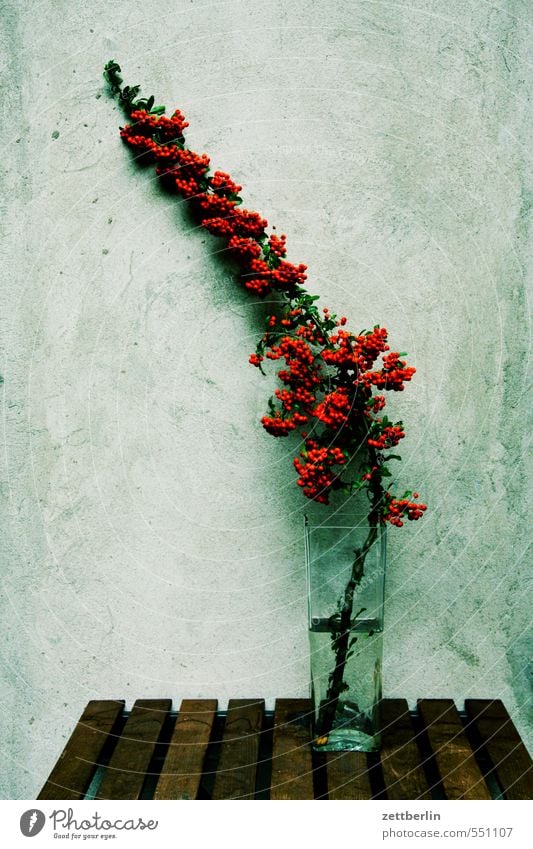Branch with red berries Twig Berries Rawanberry Vase Flower Decoration Raspberry bush Adornment Ornamental grass Ornamental cherry Graceful Bushes Autumn Mature