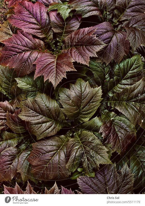 Garden show leaf red foliage Rodgersia podophylla in red & green with particularly pronounced leaf veins Garden Show Sheet Show sheet Redleaf leaves Leaf Plant