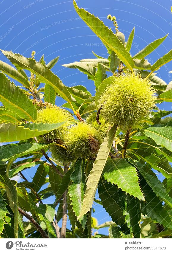 Chestnuts - still tightly closed in the green spiky ball on the tree Sweet chestnut Eating Tree fruit Food Autumn Colour photo Exterior shot Organic produce