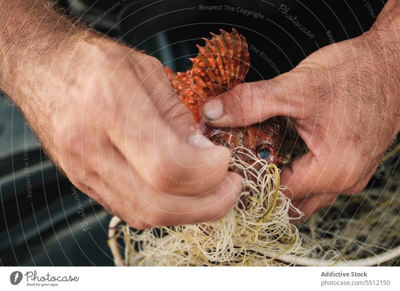 Hand Nets For The Fish Stock Photo, Royalty-Free