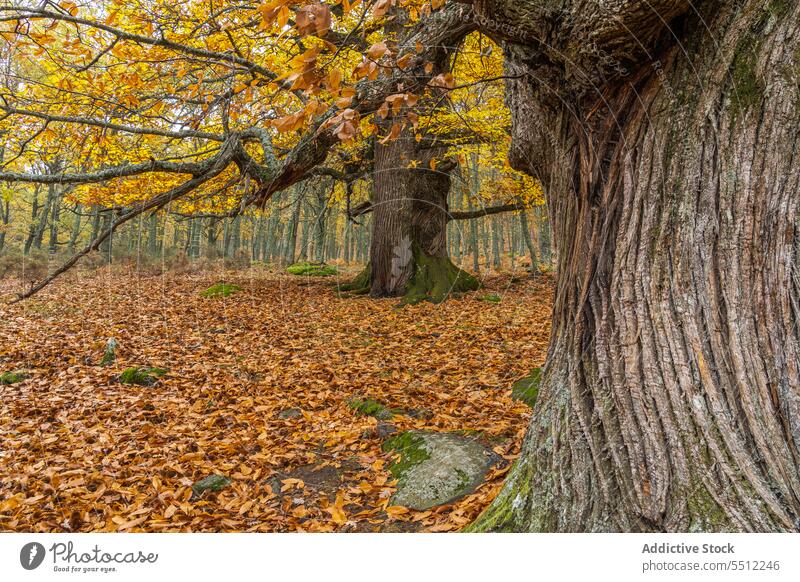 Large tree trunk in autumn park leaf weather foliage bark cover grass season fall coast nature countryside calm woodland serene woods daytime flow rough wither