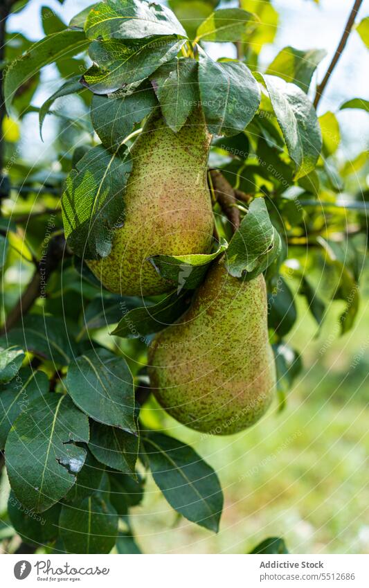 Unripe pears on the trees agriculture autumn autumnal garden green harvest natural nature orchard outdoor summer unripe collect fruit countryside cultivate