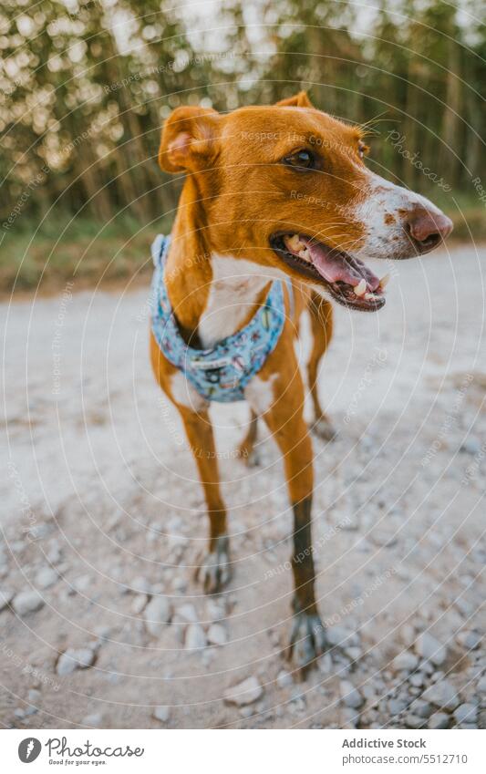 Charming dog in field rice adorable cute animal pet canine portrait mammal nature grass domestic beautiful pedigree meadow purebred lovely landscape green