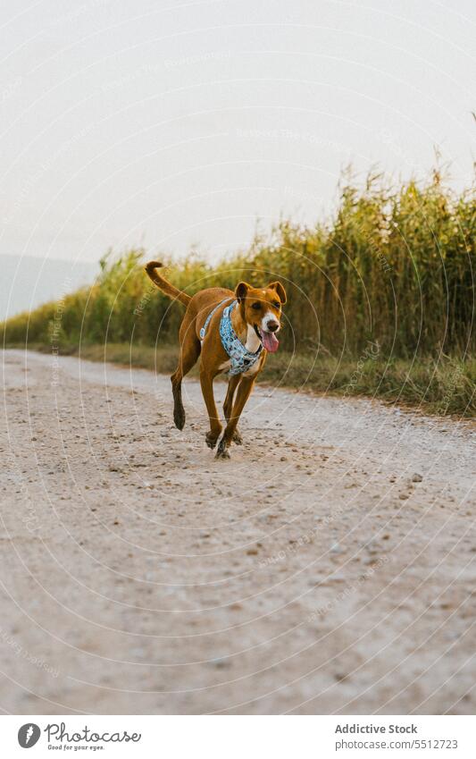 Brown dog in field in running nature animal brown canine mammal cute domestic pet rural lovely lonely adorable fun alone funny grass activity hunting nice