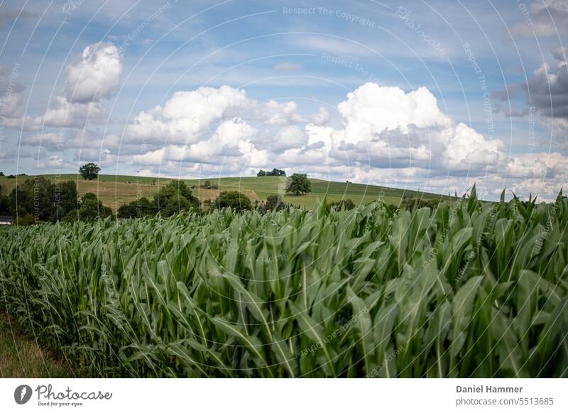 Corn field in the foreground, hilly country in the background, green meadows / pastures, scattered trees, blue sky with spring clouds. Summer Field Agriculture
