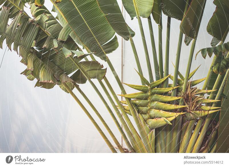 Close up of strelitzia palm tree Plant plant world Palm tree palm leaves Strelizia Strelizia blossom Green flora Nature Exotic Leaf Palm frond Vacation & Travel